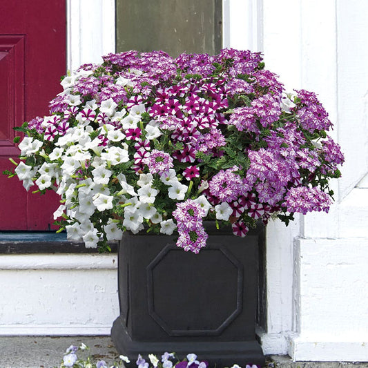 Blooming Block Kwik Kombos™ Blueberry Twist™ Mix