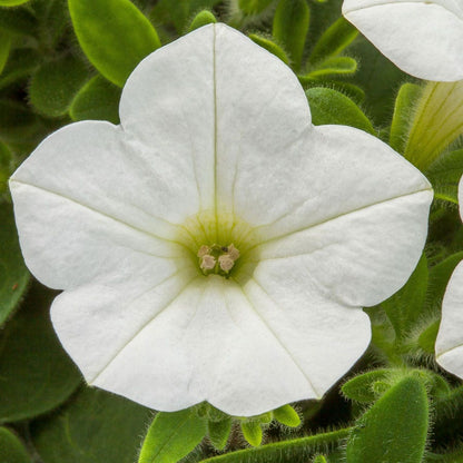 Blooming Block Kwik Kombos™ Blueberry Twist™ Mix