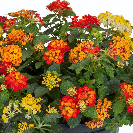 Blooming Block Kwik Kombos™ Bandana® Lava Flow™ Improved Standard Mix