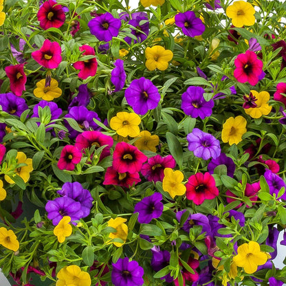 Blooming Block Kwik Kombos™ Cabrio™ Speed Limit™ Mix