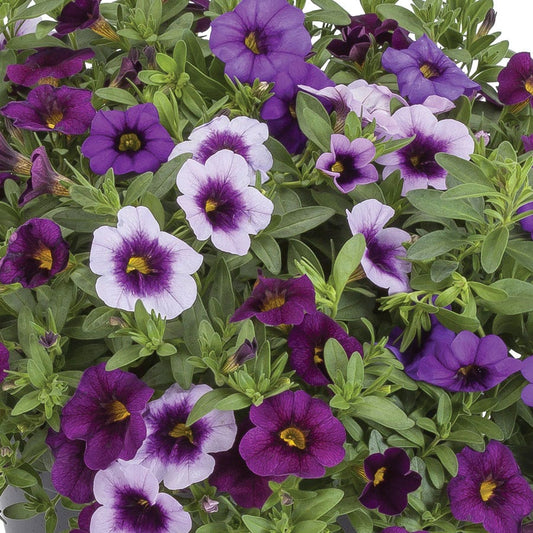 Blooming Block Kwik Kombos™ Cabrio™ Life is a Highway™ Standard Mix