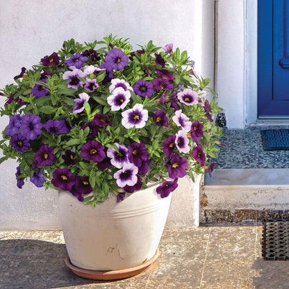 Blooming Block Kwik Kombos™ Cabrio™ Life is a Highway™ Standard Mix