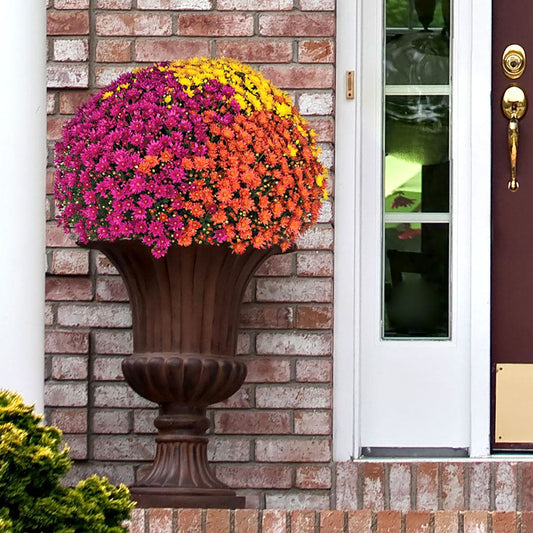 Blooming Block Jaqueline™ Harvest Fusion Mum Mix