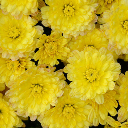 Blooming Block Jaqueline™ Harvest Fusion Mum Mix