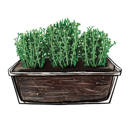 Blooming Block Jaqueline™ Harvest Fusion Mum Mix