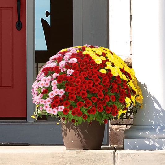 Blooming Block Staviski™  Mum Mix
