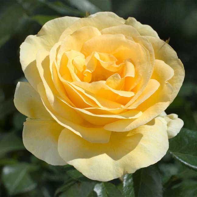Rosa Sunshine Daydream
