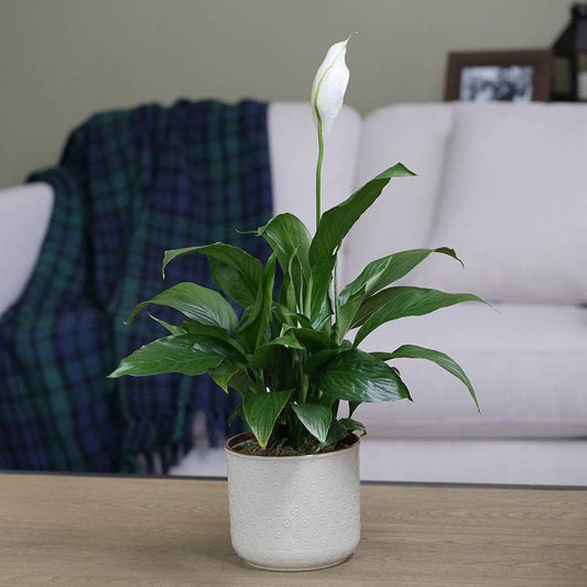 Peace Lily