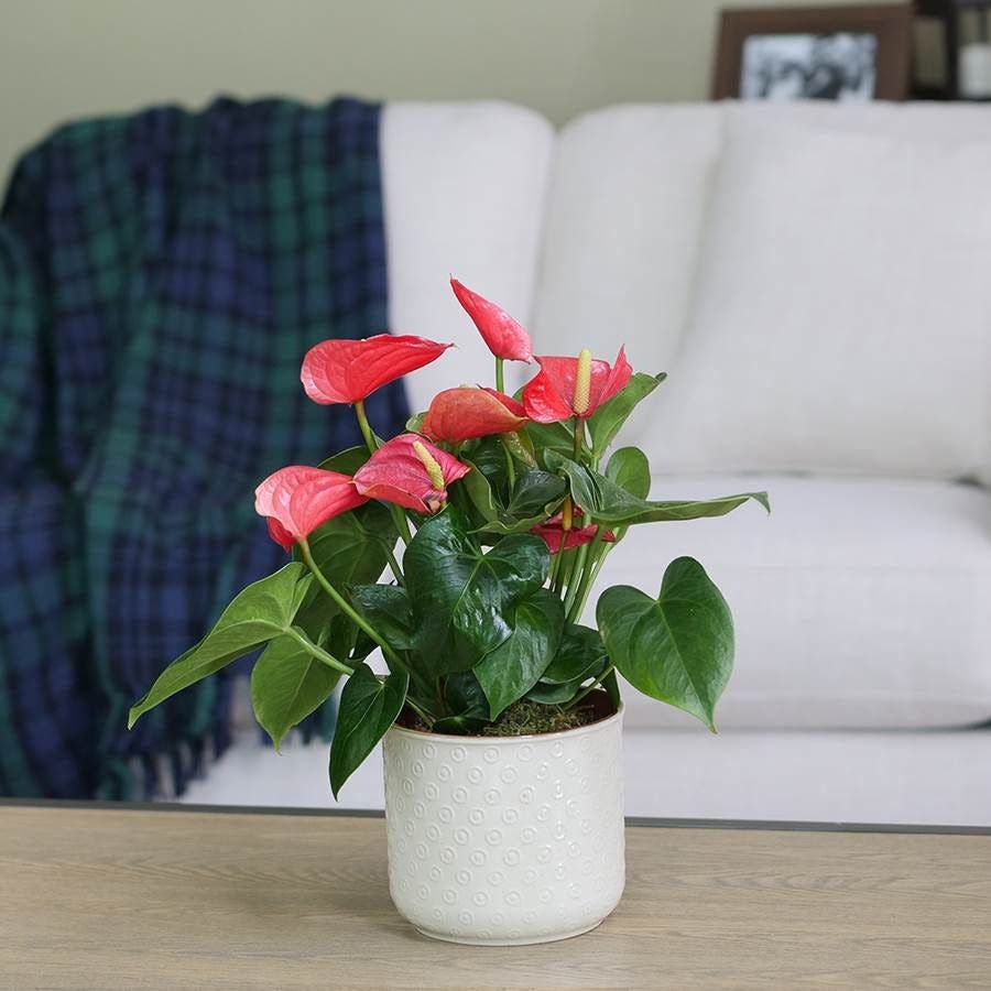 Red Anthurium