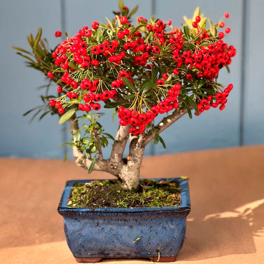 Wayside Gardens Pyracantha Bonsai