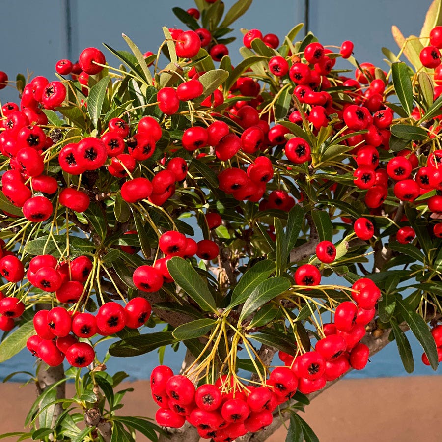 Wayside Gardens Pyracantha Bonsai - Thumbnail 2