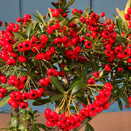 Pyracantha Bonsai