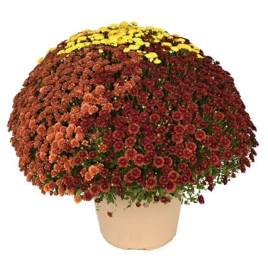Blooming Block Rhonda™ Color My Fall™ Mum Mix