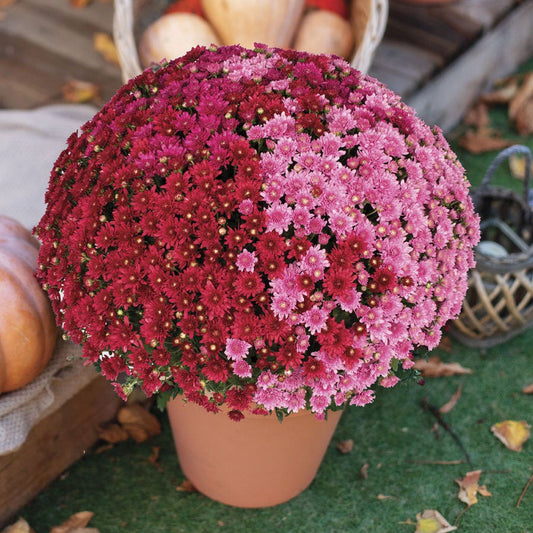 Blooming Block Wanda™ Fall Berry™ Color My Fall™ Mum Mix