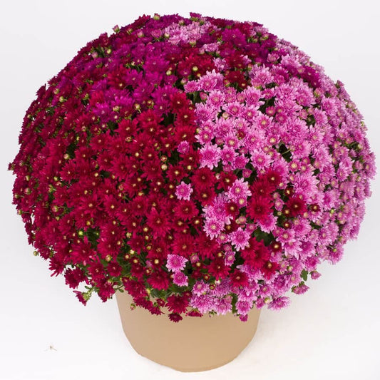 Blooming Block Wanda™ Fall Berry™ Color My Fall™ Mum Mix