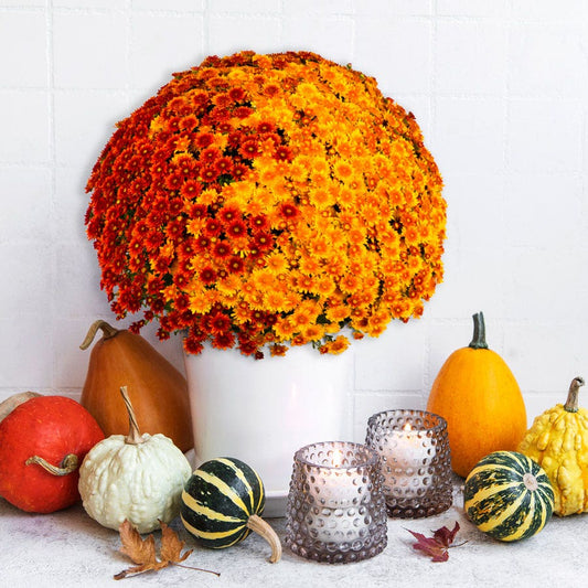 Blooming Block Beverly™ Copper Penny™ Color My Fall™ Mum Mix