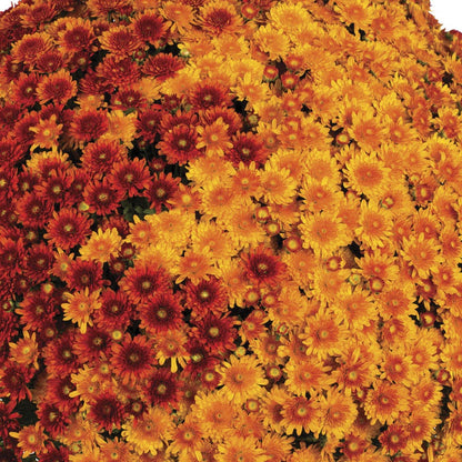 Blooming Block Beverly™ Copper Penny™ Color My Fall™ Mum Mix