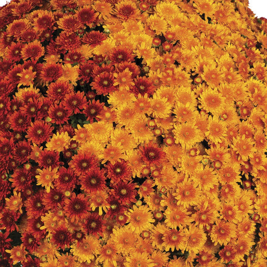 Blooming Block Beverly™ Copper Penny™ Color My Fall™ Mum Mix