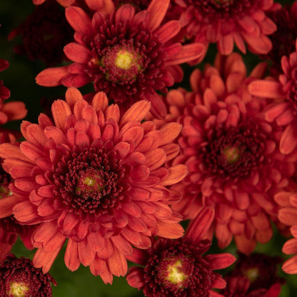 Blooming Block Beverly™ Copper Penny™ Color My Fall™ Mum Mix