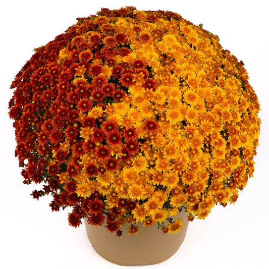 Blooming Block Beverly™ Copper Penny™ Color My Fall™ Mum Mix
