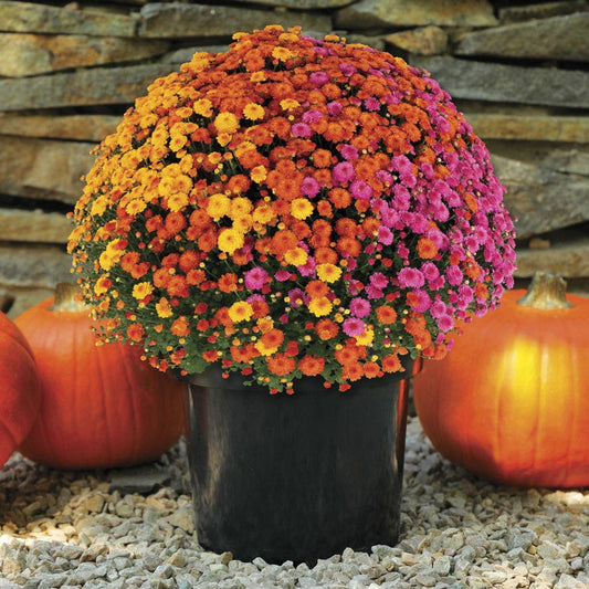 Blooming Block Gigi™ Acorn Lane™ Color My Fall™ Mum Mix