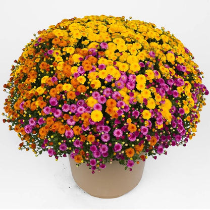 Blooming Block Gigi™ Acorn Lane™ Color My Fall™ Mum Mix