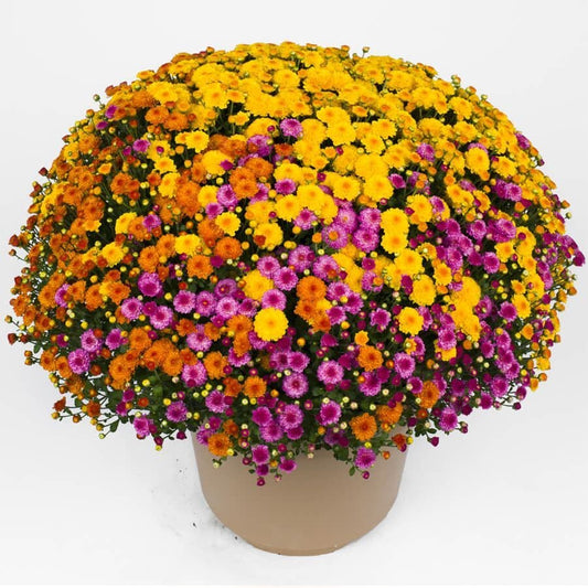 Blooming Block Gigi™ Acorn Lane™ Color My Fall™ Mum Mix