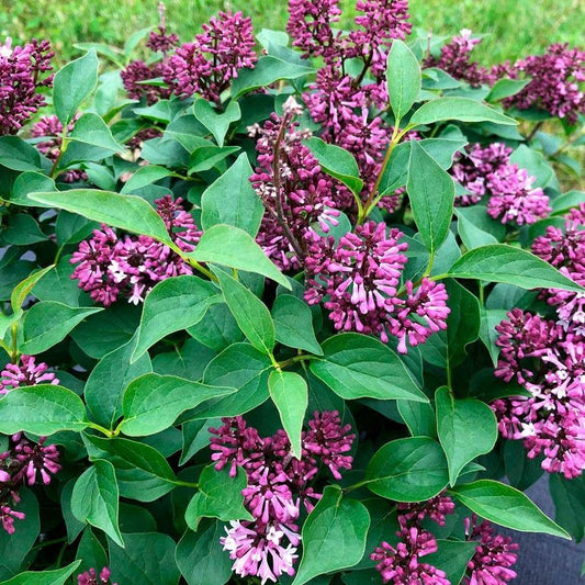 Syringa BABY KIM®