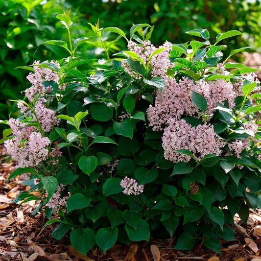 Syringa BABY KIM®