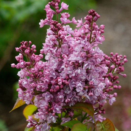 Syringa Scentara® Double Blue