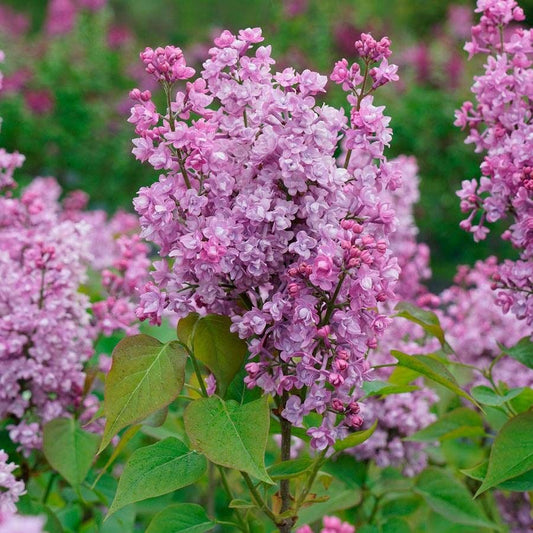 Syringa Scentara® Double Blue