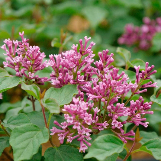 Syringa Bloomerang® Dwarf Pink