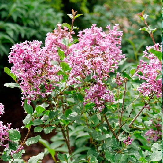 Syringa Bloomerang® Dwarf Pink