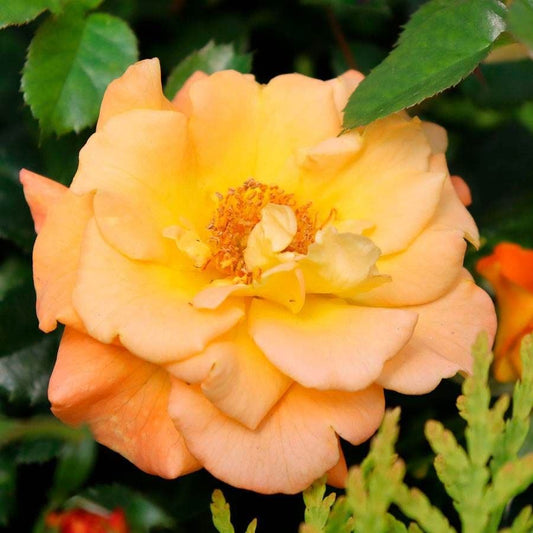 Rosa Suñorita™