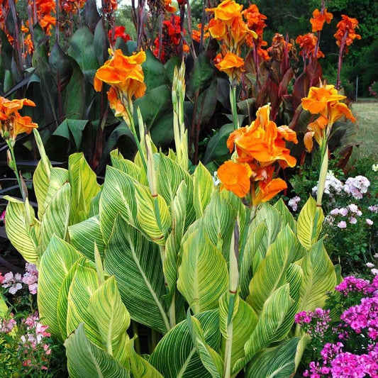 Canna Tropicanna® Gold Bulb