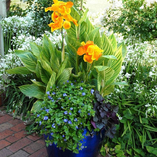 Canna Tropicanna® Gold Bulb