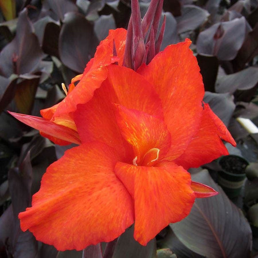 Canna Tropicanna® Black Bulb