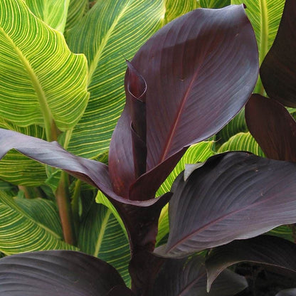 Canna Tropicanna® Black Bulb
