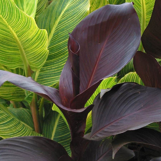 Canna Tropicanna® Black Bulb
