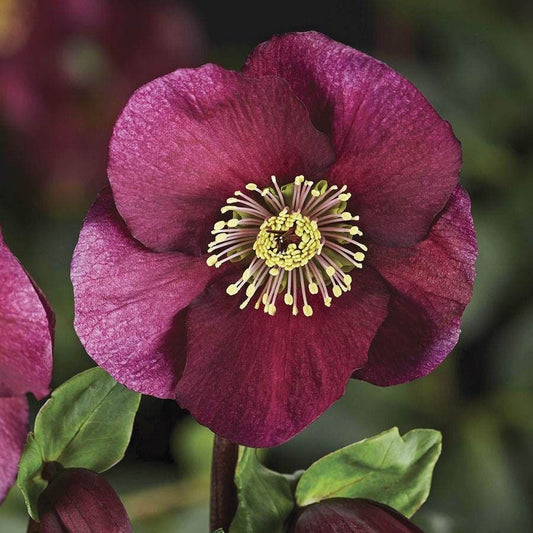 Helleborus HGC® Leona