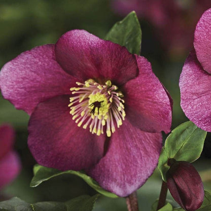 Helleborus HGC® Leona