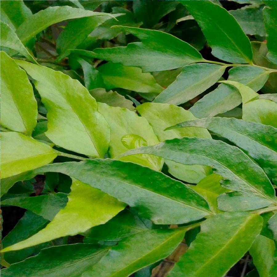 Cyrtomium Japanese Holly Fern