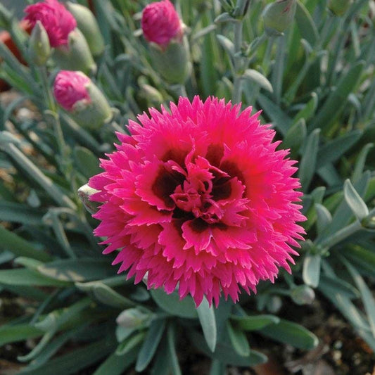 Dianthus STAR DOUBLE™ 'Starlette'