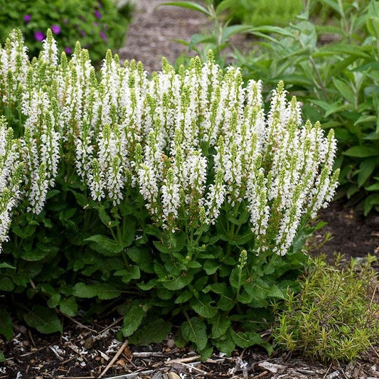 Salvia 'Bumblesnow'