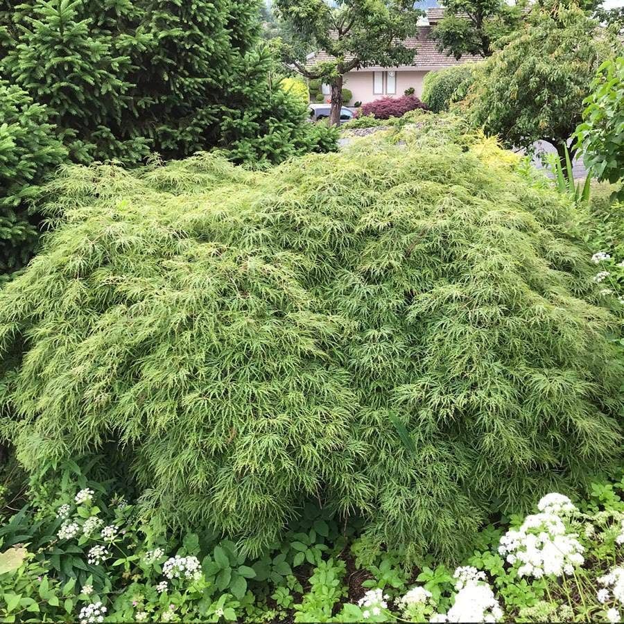 Acer 'Waterfall'