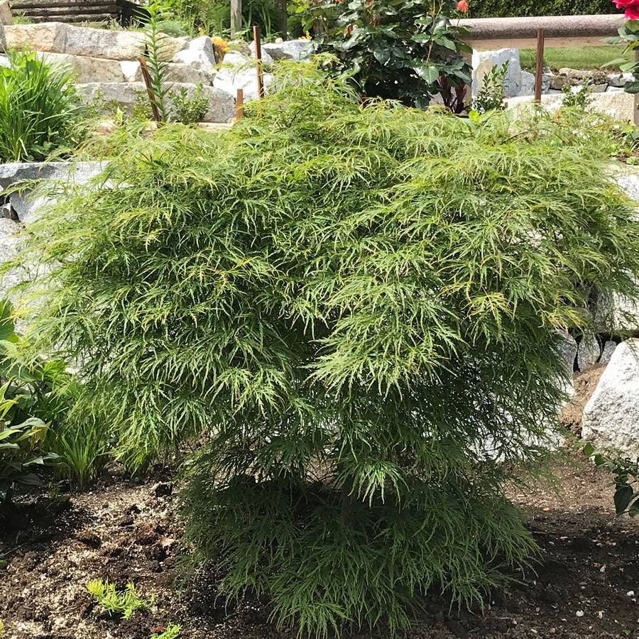 Acer 'Waterfall'