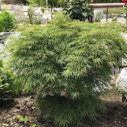 Acer 'Waterfall'