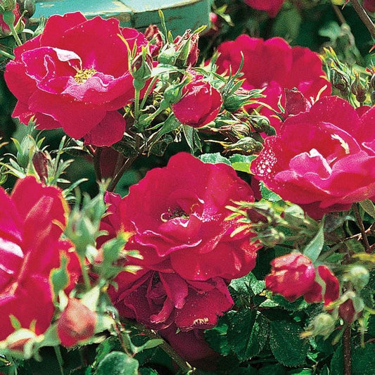 Rosa Champlain