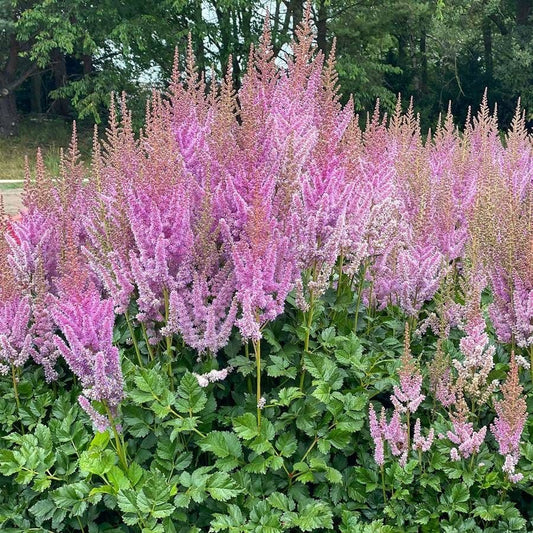 Astilbe 'Black Pearls'