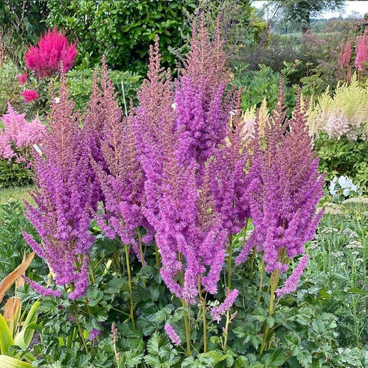 Astilbe 'Black Pearls'